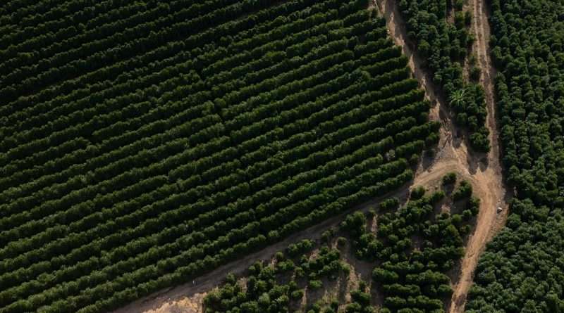 Teyit: AB-Mercosur anlaşması ‘kontamine’ Brezilya kahvesinin Avrupa’ya girmesine yol açtı mı?