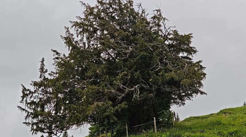 1100 yaşını aşan porsuk: Almanya’nın en yaşlı ağacı olarak belirlendi